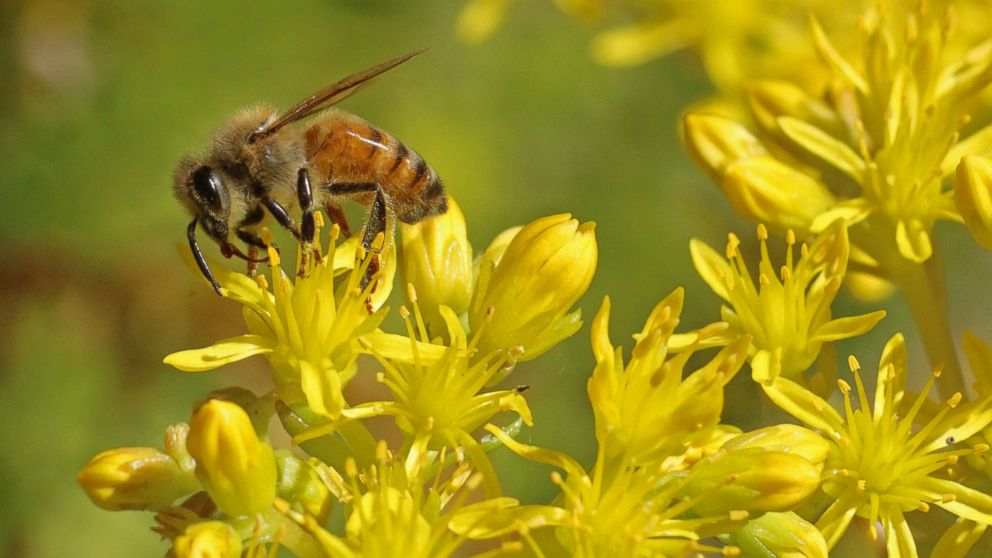 PHOTO: "The honeybee is a charismatic ambassador of pollinating animals and has increased awareness about pollinator issues in general," according to Pollinator Partnership CEO Val Dolcini.