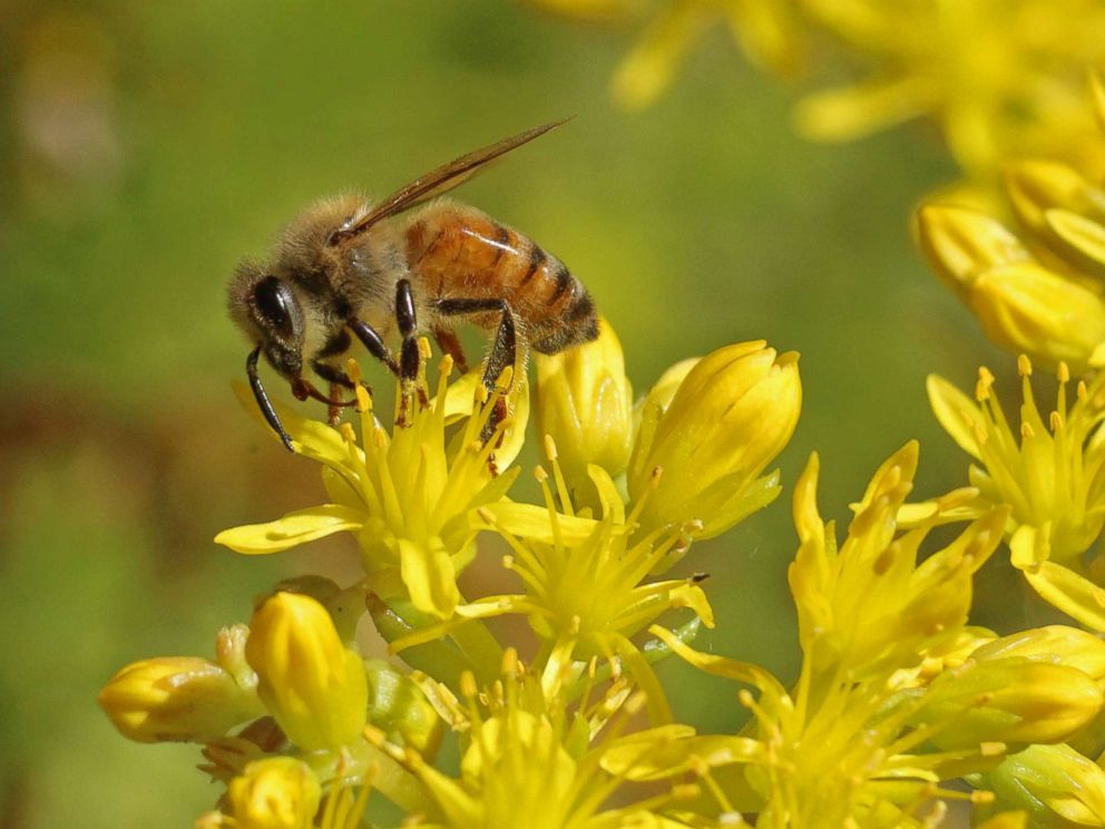 PHOTO: The honeybee is a charismatic ambassador of pollinating animals and has increased awareness about pollinator issues in general, according to Pollinator Partnership CEO Val Dolcini.