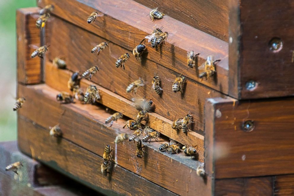 PHOTO: Honeybees are pictured entering a beekeeper's wooden beehive in this undated stock photo.