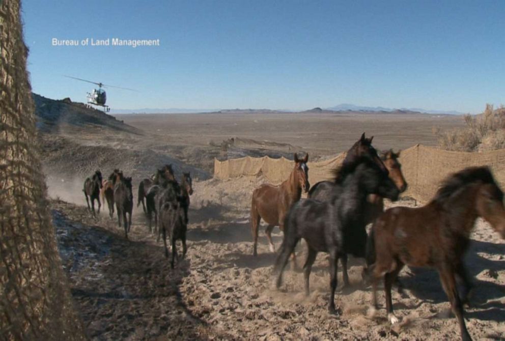 PHOTO: The Bureau of Land Management is pictured rounding up wild horses to try and reduce population in the wild.
