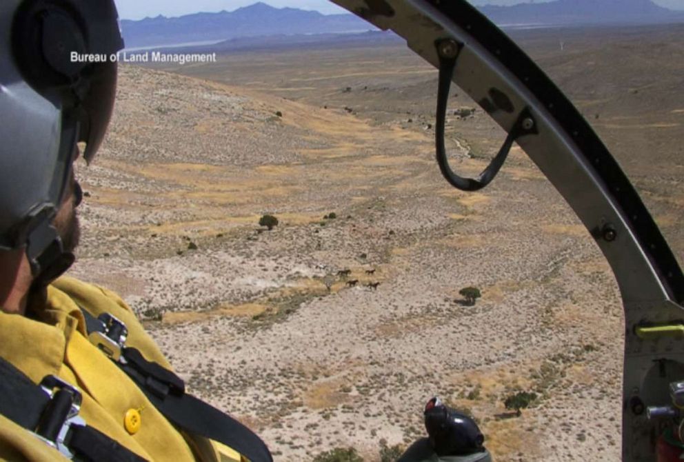 PHOTO: Bureau of Land Management rounding up wild horses to try and reduce population in the wild