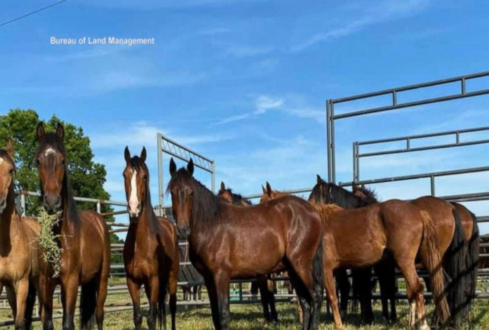 PHOTO: Wild mustangs are seen rounded up by the Bureau of Land Management.