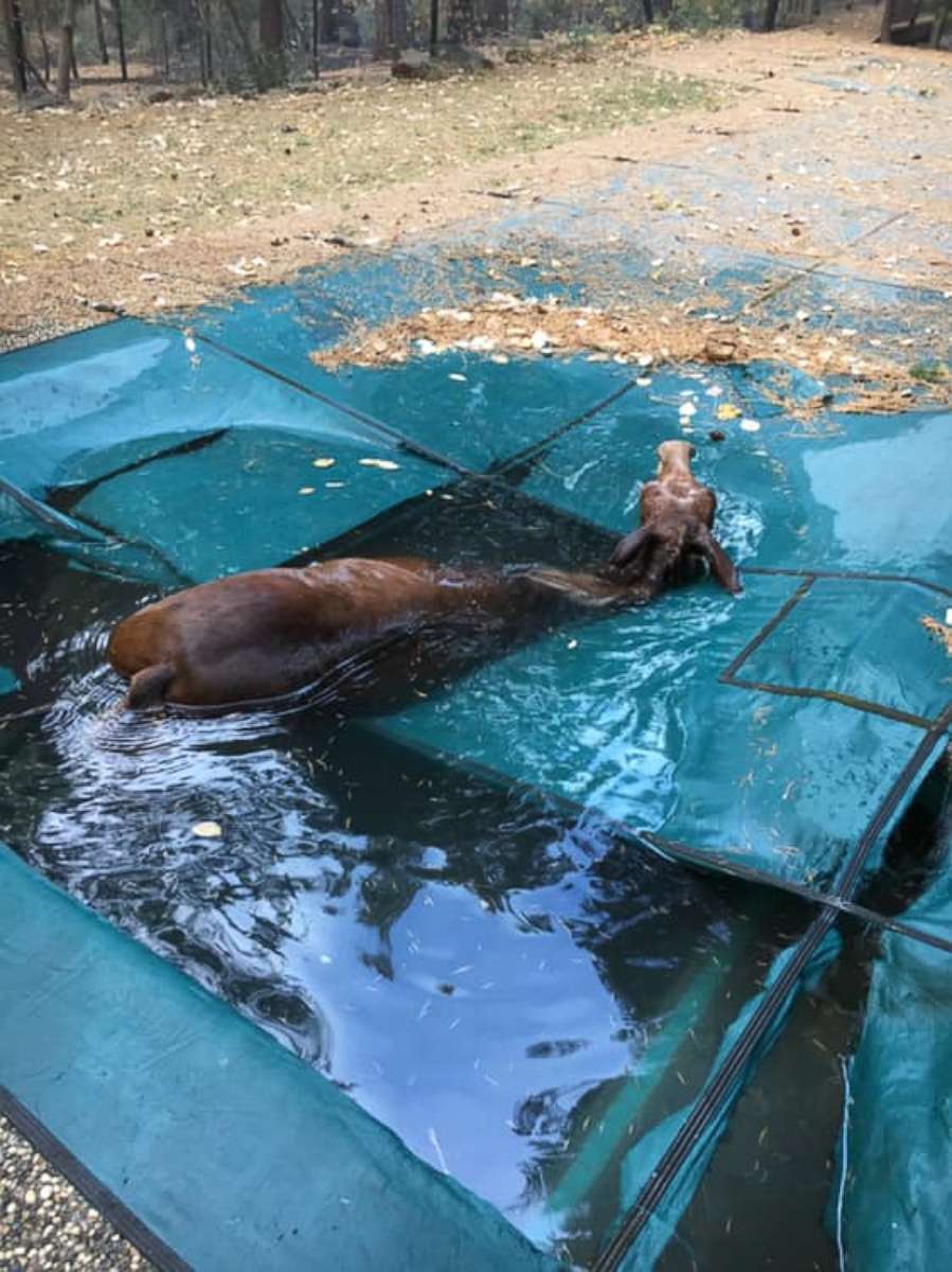 PHOTO: The horse was trapped in the pool covering, Paradise, California, resident Jeff Hill told ABC News. 