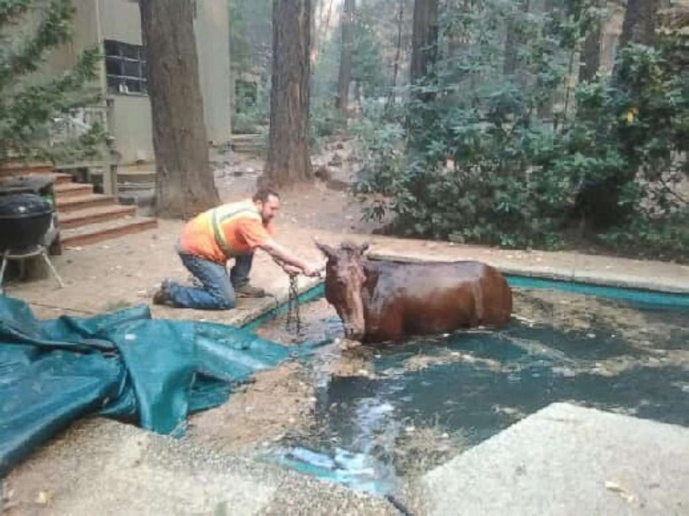 PHOTO: Paradise, California, resident Jeff Hill helped to rescue a mule who had become stuck in a swimming pool as the Camp Fire ravaged the area around it. 