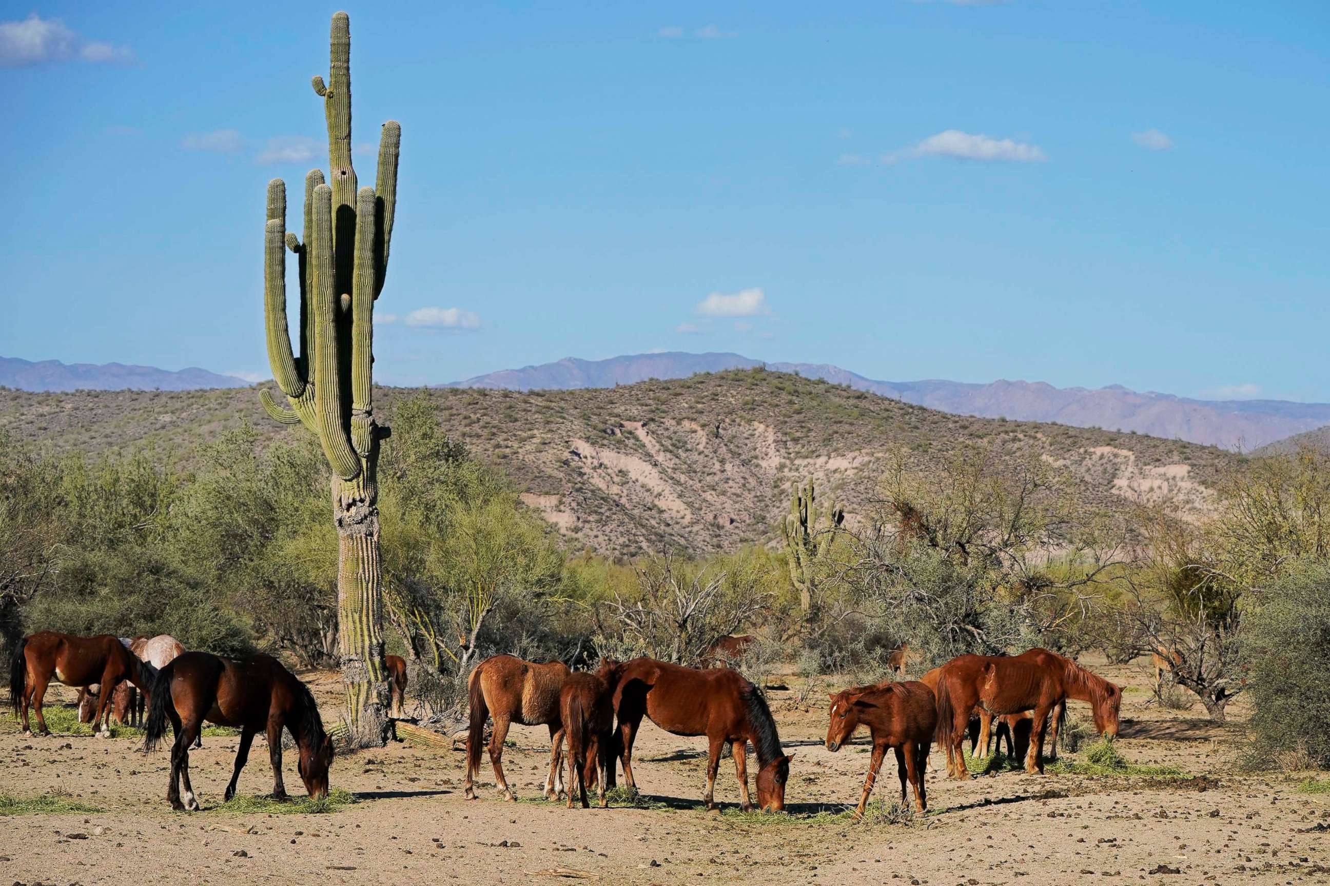 PHOTO: Salt River wild horses eat hay at a site for emergency feeding run by the Salt River Wild Horse Management Group near Coon Bluff in the Tonto National Forest, near Mesa, Ariz., March 10, 2021. 