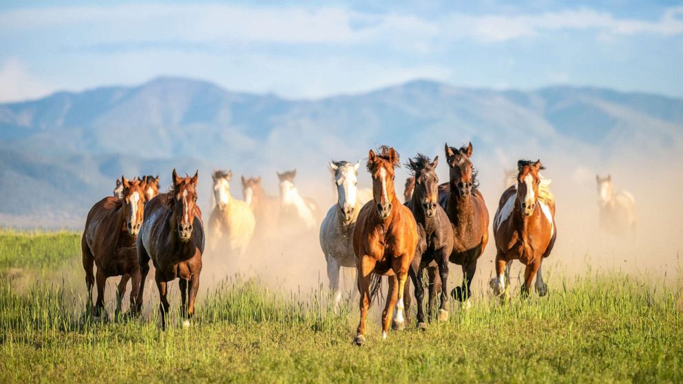 It S Not Too Late Government Looks For Solution To Growing Wild Horse Population In American West Abc News