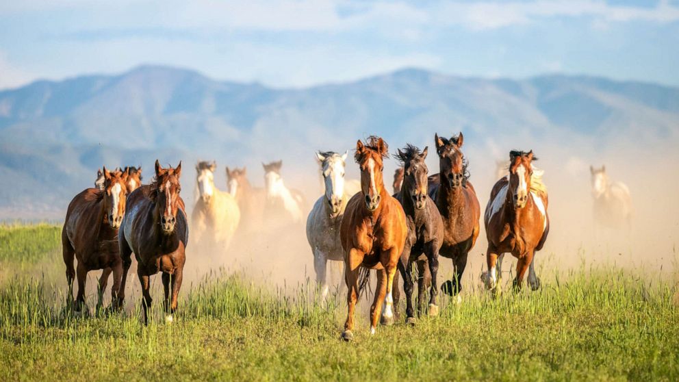 It S Not Too Late Government Looks For Solution To Growing Wild Horse Population In American West Abc News