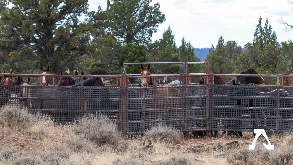Animal activists outraged at Forest Service handling of wild horses ...