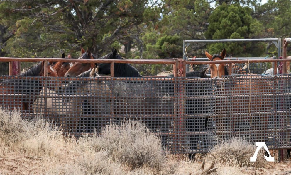 PHOTO: Wild horses from the Modac National Forest are seen in the U.S. Forest Service's new holding corrals after being rounded up on Wednesday.