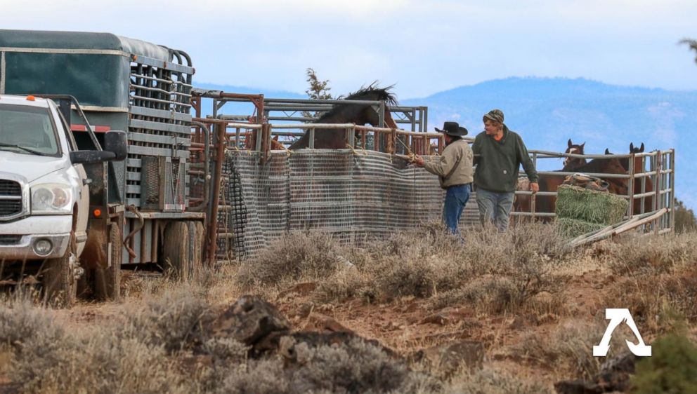 PHOTO: Wild horses from the Modac National Forest are seen in the U.S. Forest Service's new holding corrals after being rounded up on Wednesday.