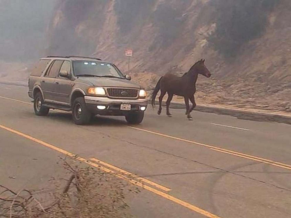PHOTO: Horses are rescued from a ranch in Shadow Hills, Calif. as the Creek Fire intensifies, Dec. 5, 2017.