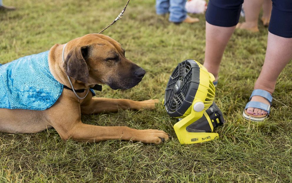 PHOTO: A Rhodesian Ridgeback named Aiden cools off with a fan before competeing at the 146th annual Westminster Kennel Club, in Tarrytown, N.Y., June 20, 2022.