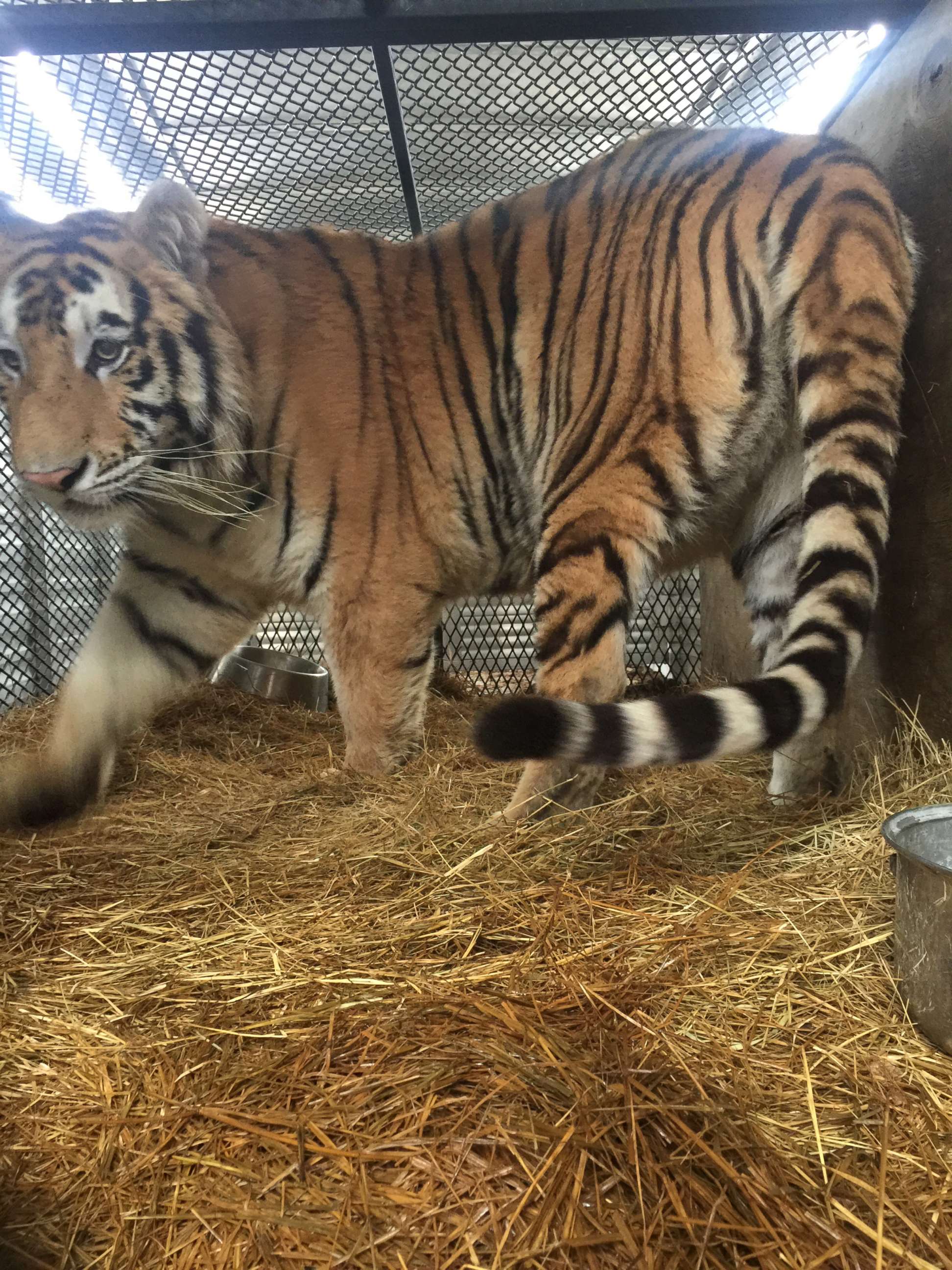 PHOTO: A female tiger recovered from an abandoned home in Houston, Texas is pictured during her relocation to a care facility north of the city, Feb. 12, 2019.