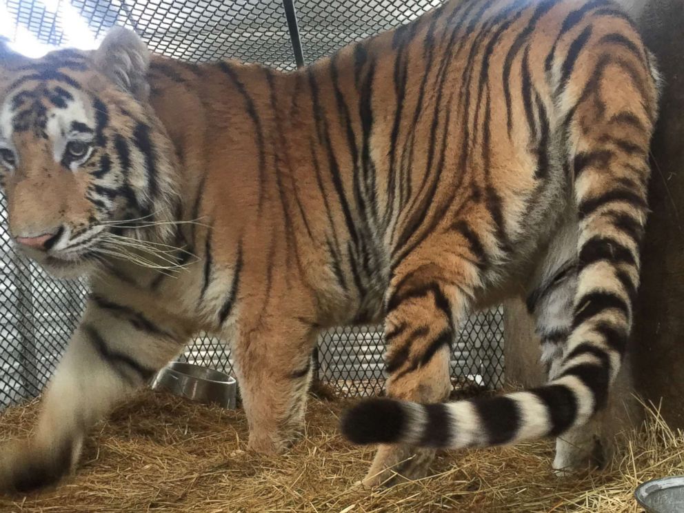 PHOTO: A female tiger recovered from an abandoned home in Houston, Texas is pictured during her relocation to a care facility north of the city, Feb. 12, 2019.