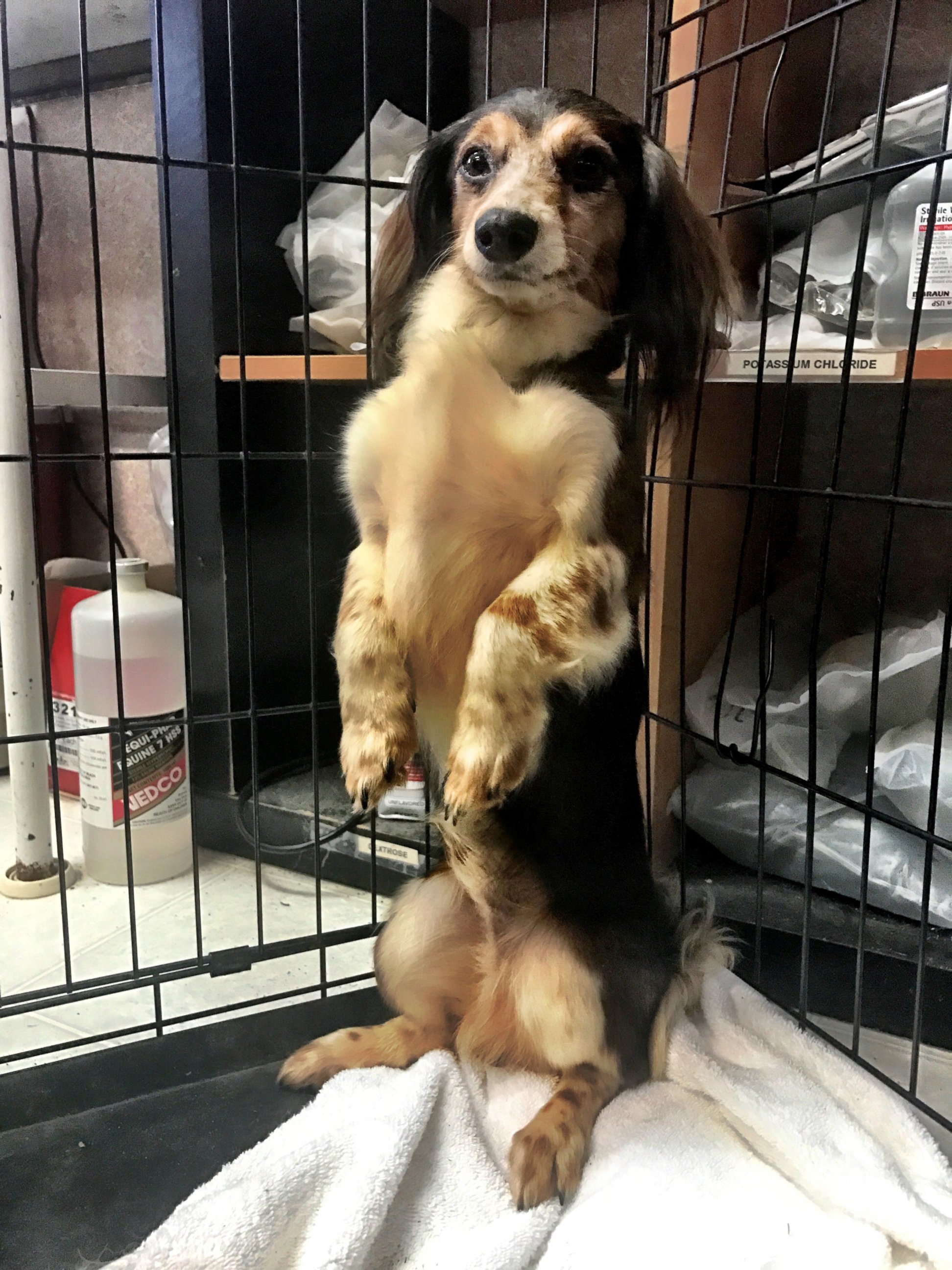 PHOTO: Two Florida-based animal groups, Save Underdogs and the Alaqua Animal Refuge, rescued 49 dachshunds from a single home in Arkansas over the weekend. 