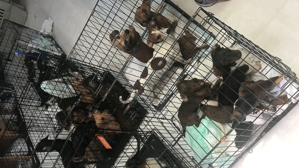 Two Florida-based animal groups, Save Underdogs and the Alaqua Animal Refuge, rescued 49 dachshunds from a single home in Arkansas over the weekend. 
