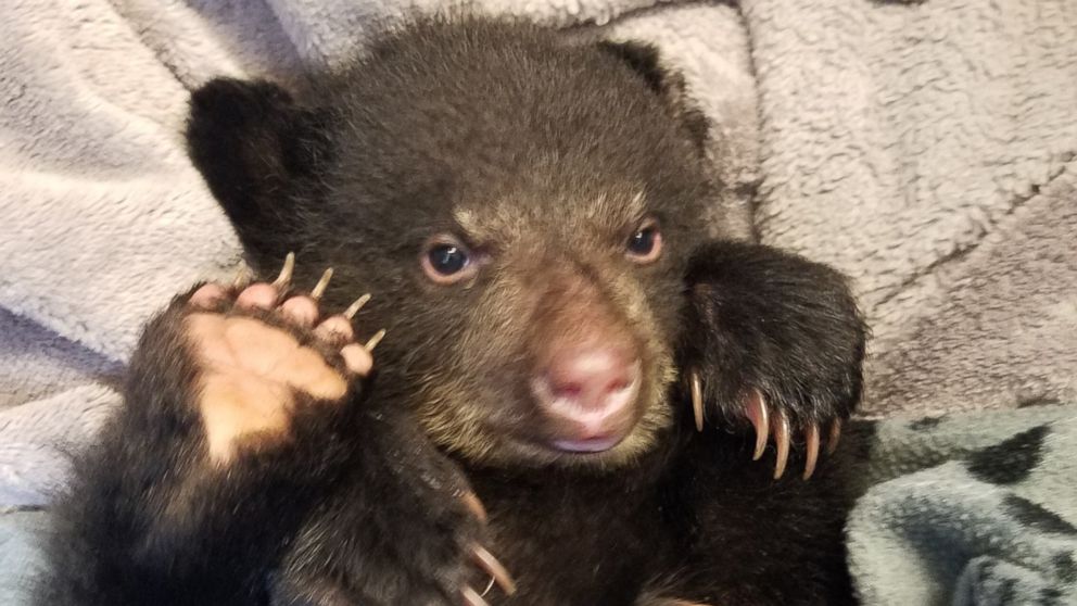 VIDEO: On Monday evening, Salem resident Corey Hancock was hiking the Santiam River Trail outside the city when he came across the 3-month-old cub about 2 miles down the trail, he told ABC News on Wednesday.