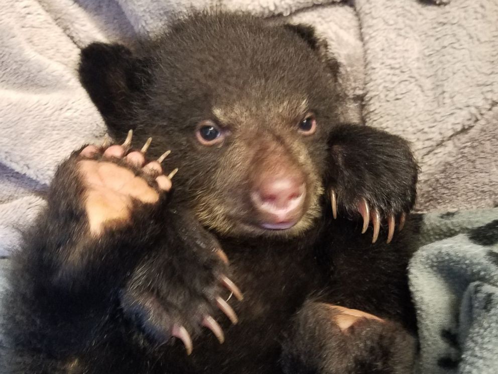 Oregon Hiker Receives Warning Not Criminal Citation For Taking Malnourished Bear Cub To Wildlife Center Abc News