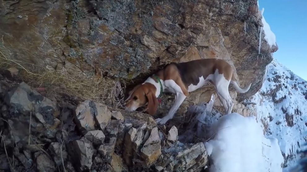 Dog Back Home After Getting Stuck on Utah Cliff - ABC News