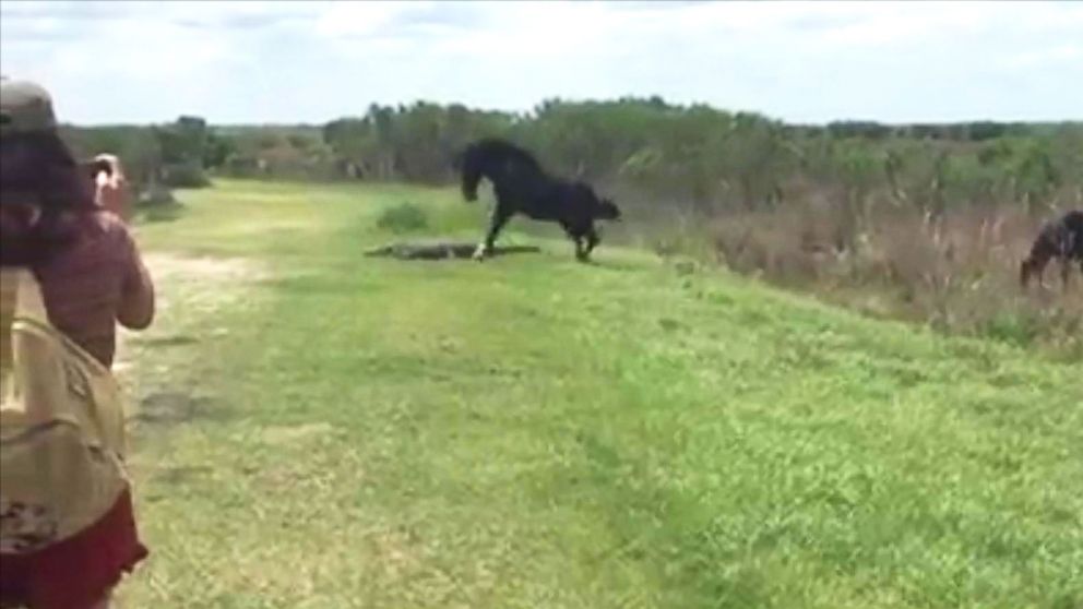Witnesses captured the moment a horse attacked an alligator at the Paynes Prairie Preserve State Park in Ocala, Florida on Wednesday.