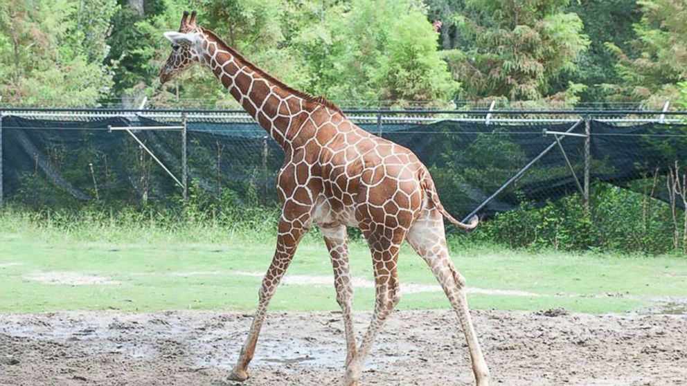 A giraffe named Jumo died suddenly at the Audubon Nature Institute in New Orleans, June 29, 2017.