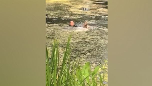 Milwaukee cop jumps into lagoon to save struggling dog - ABC News