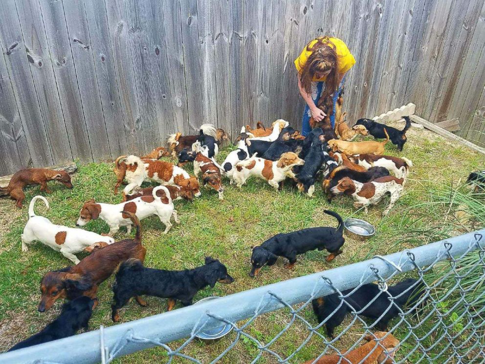 PHOTO: Two Florida-based animal groups, Save Underdogs and the Alaqua Animal Refuge, rescued 49 dachshunds from a single home in Arkansas over the weekend. 