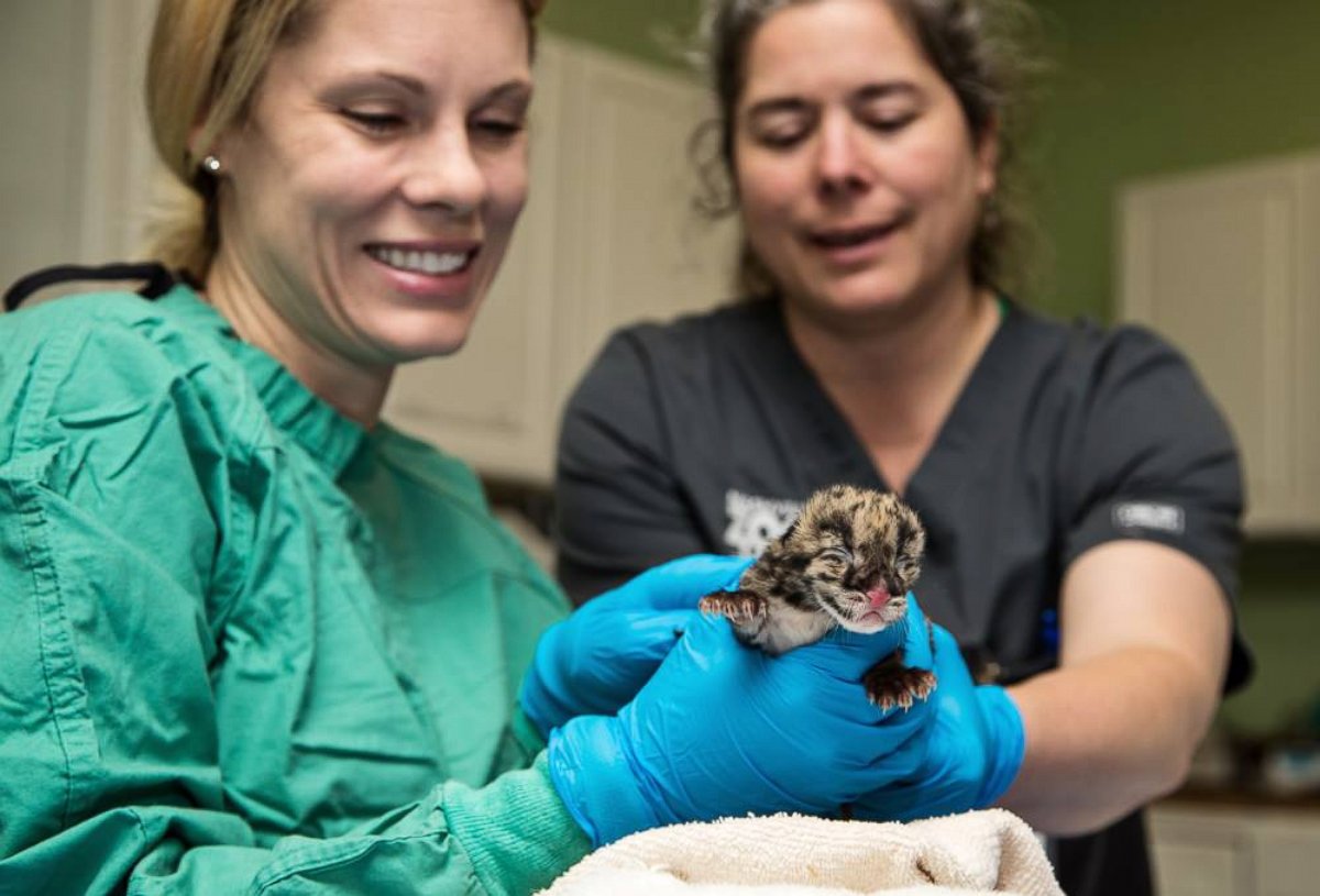 PHOTO: A photo from the Nashville zoo shows the first-ever clouded leopard cub to be born from artificial insemination using cryopreserved sperm. 