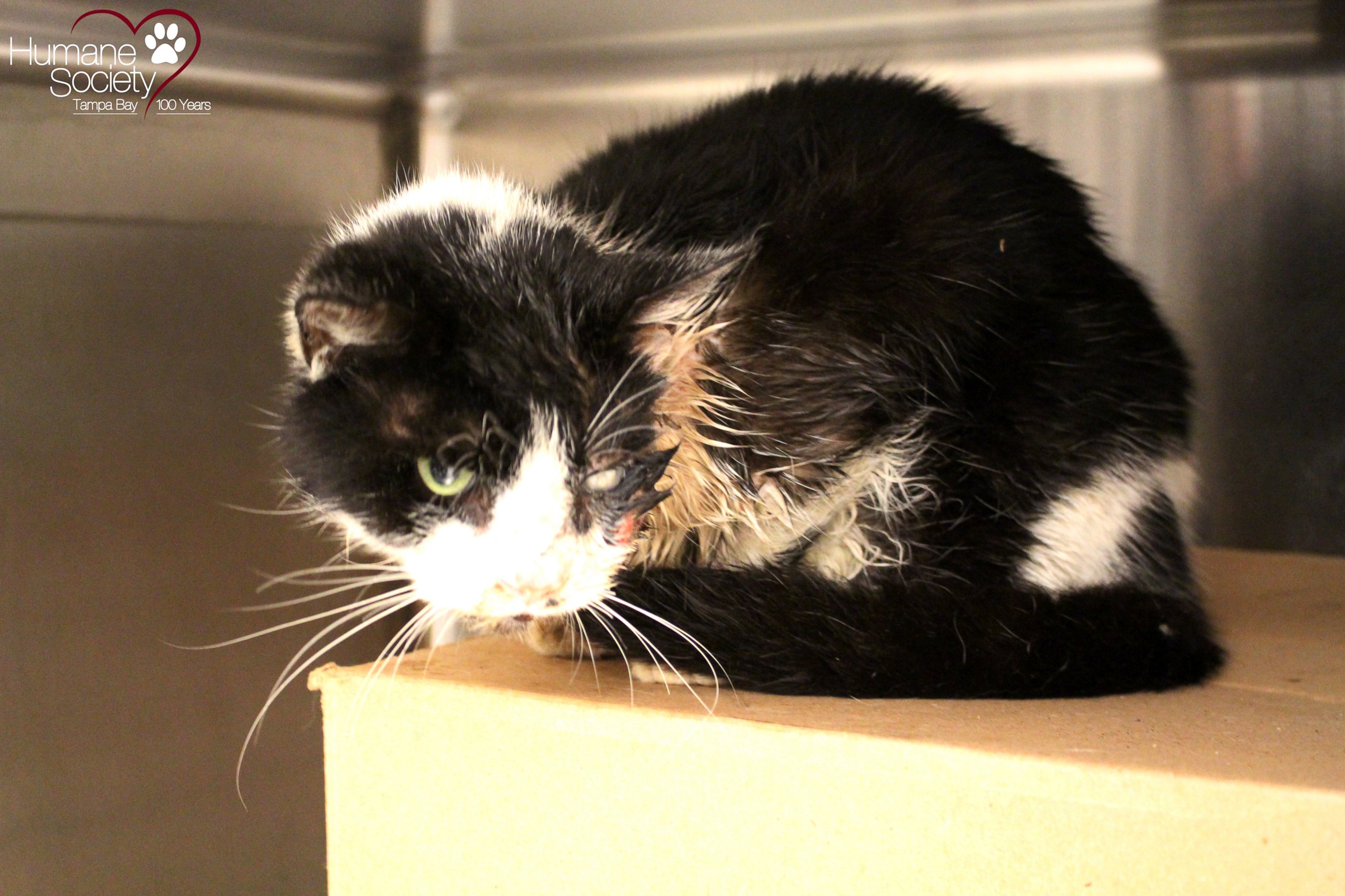 PHOTO: Bart, a cat in Tampa, was struck by a car, buried, and later re-appeared, injured but alive on his owner's porch. 