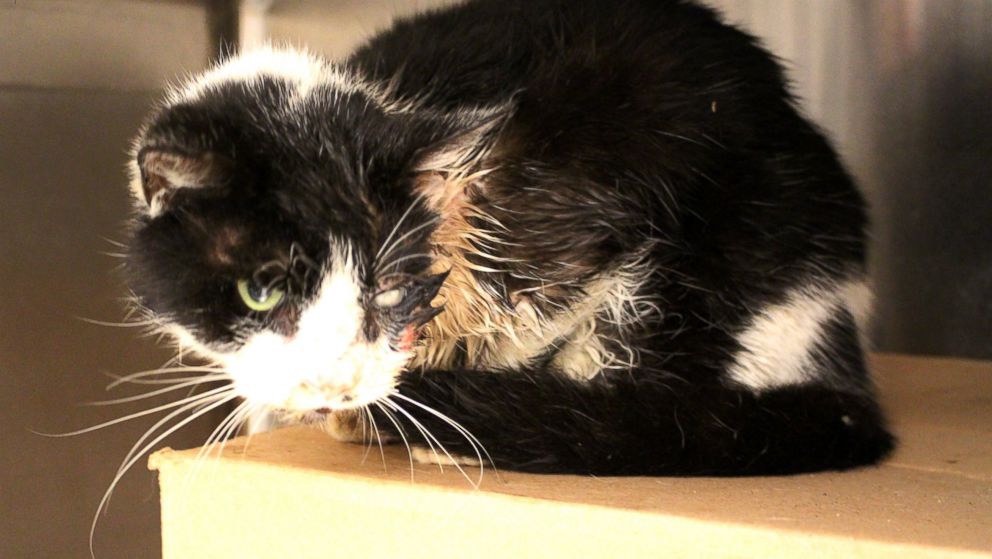 Zombie Cat Buried Kitty Believed Dead Meows Back To Life Abc News