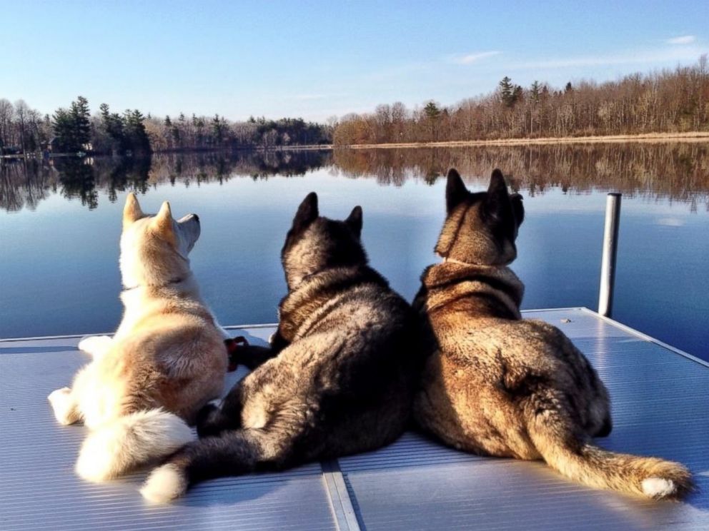 PHOTO: After Jessica VanHusen 's 10-year-old dog Kiaya lost both of her eyes to glaucoma, her two younger pets, Cass and Keller, stepped up as guides.