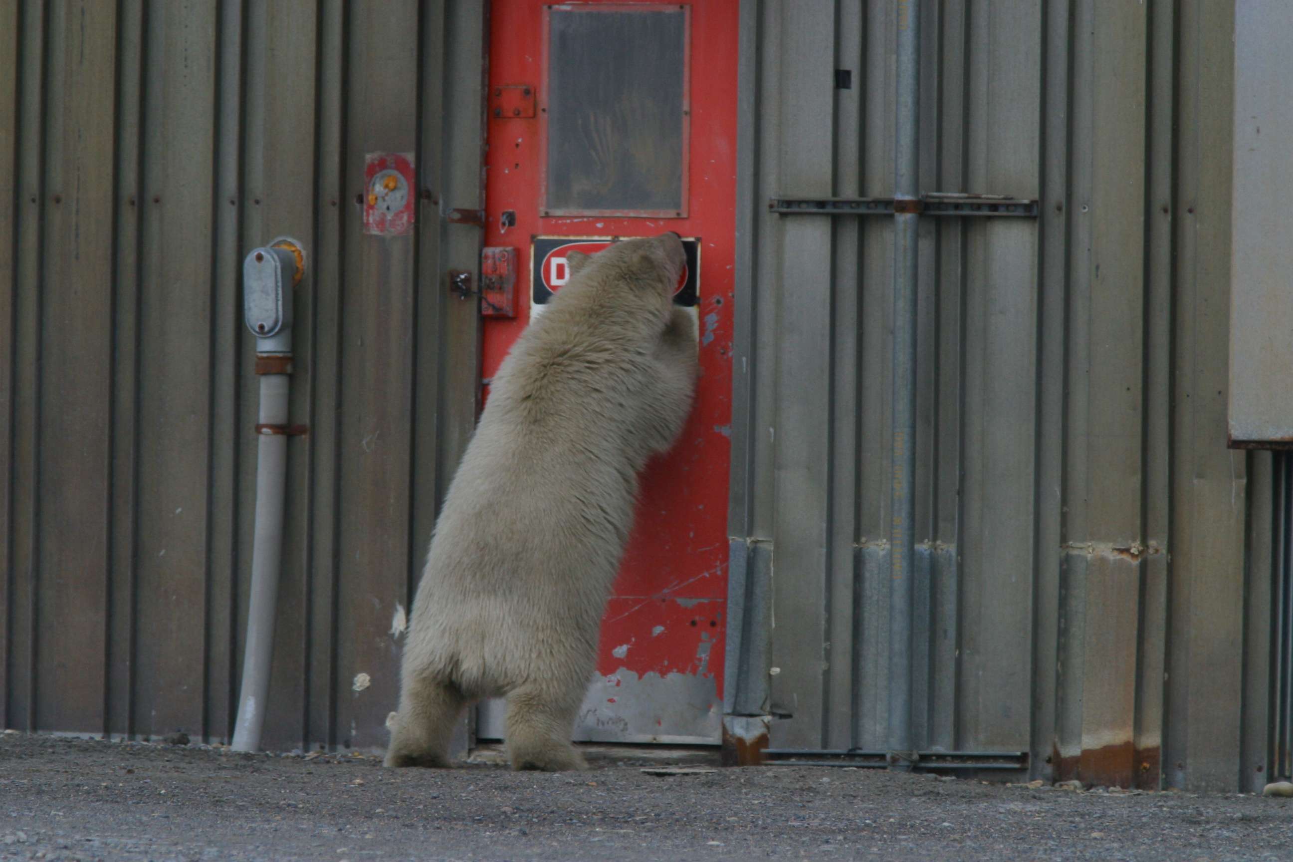 Polar bears wandering into Kaktovik proved to be such a problem that the town started a polar bear patrol.