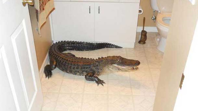 ht_alligator_bathroom_dm_110425_wmain.jpg