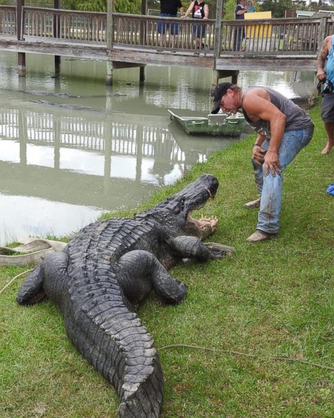 This Alligator Is the Largest Ever Caught Alive in Texas, Wildlife Refuge Says - ABC News