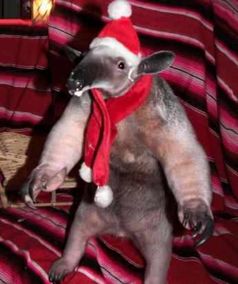 anteaters wearing clothes