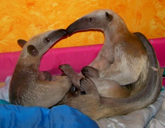 anteaters wearing clothes