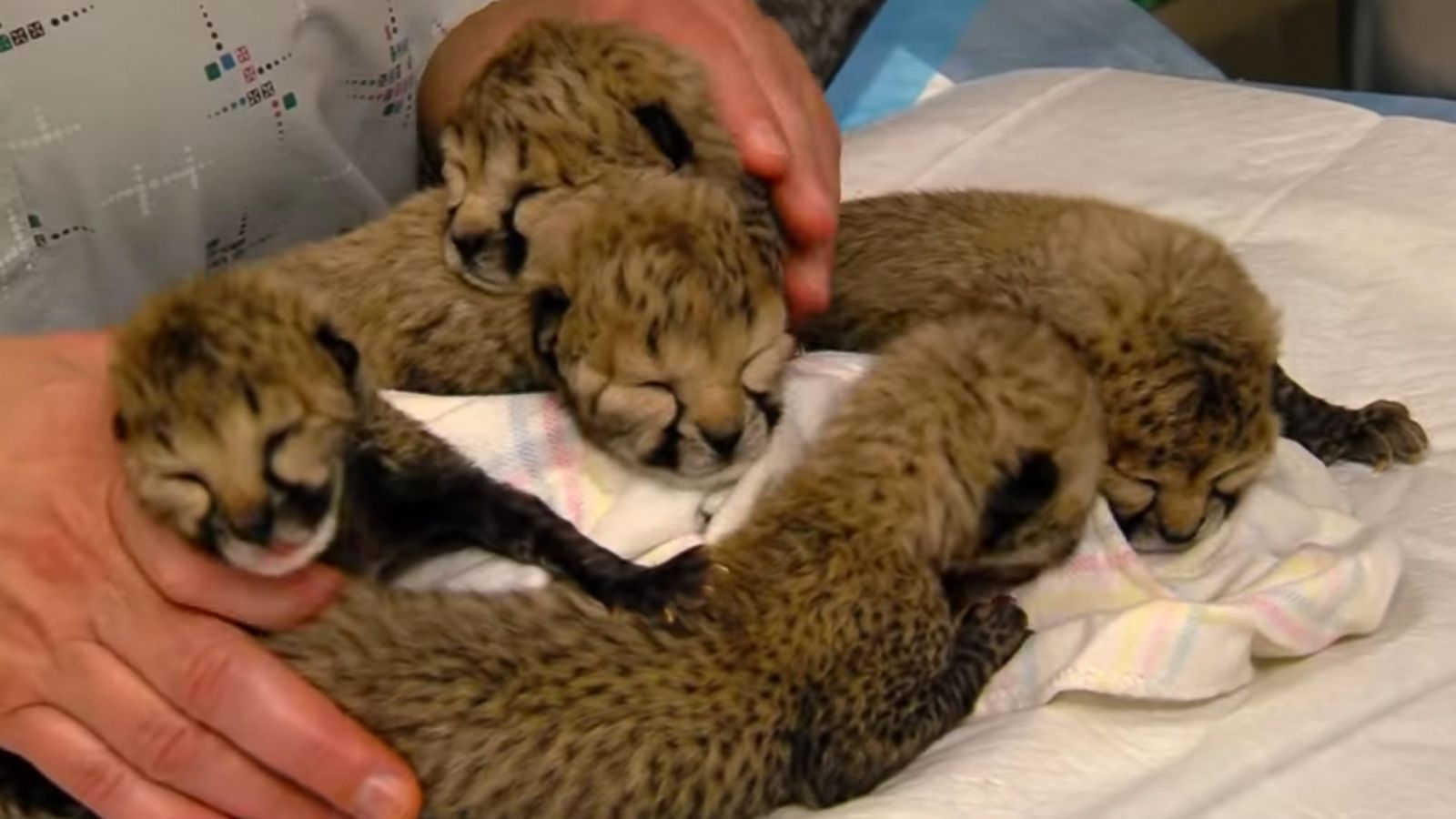 Adorable Video Shows Cheetah Cubs Being Cared for at Cincinnati Zoo After  Rare C-Section - ABC News