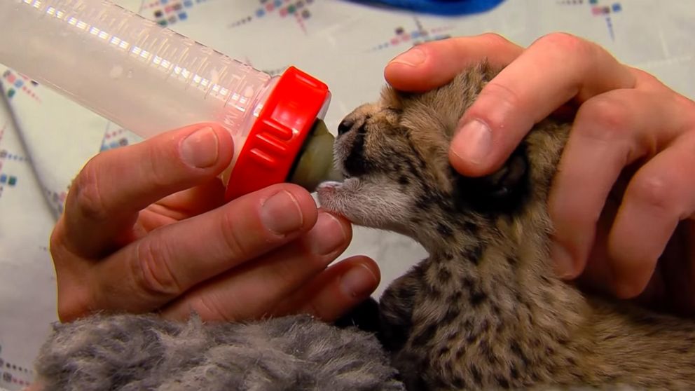 PHOTO: A Cheetah cub is bottle fed after it was born via C-section at the Cincinnati Zoo and Botanical Garden.
