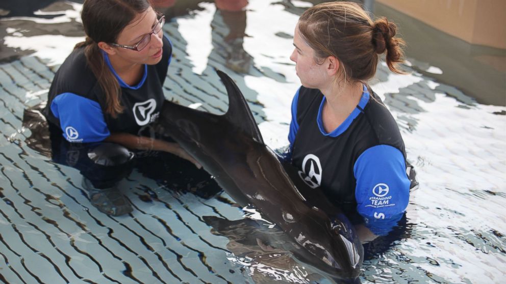 An Atlantic Spotted dolphin calf that was rescued off of Redington Beach, Florida on July 4, 2014 is seen in the care of handlers at the Clearwater Marine Aquarium as they work to help her regain strength.