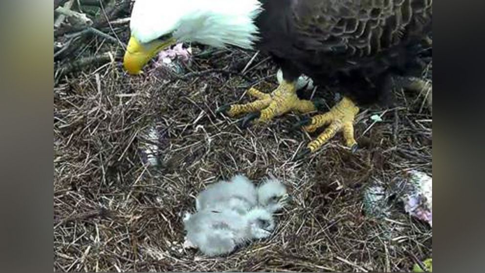 PHOTO: The second of the baby eagles hatched, March 20, 2016. 