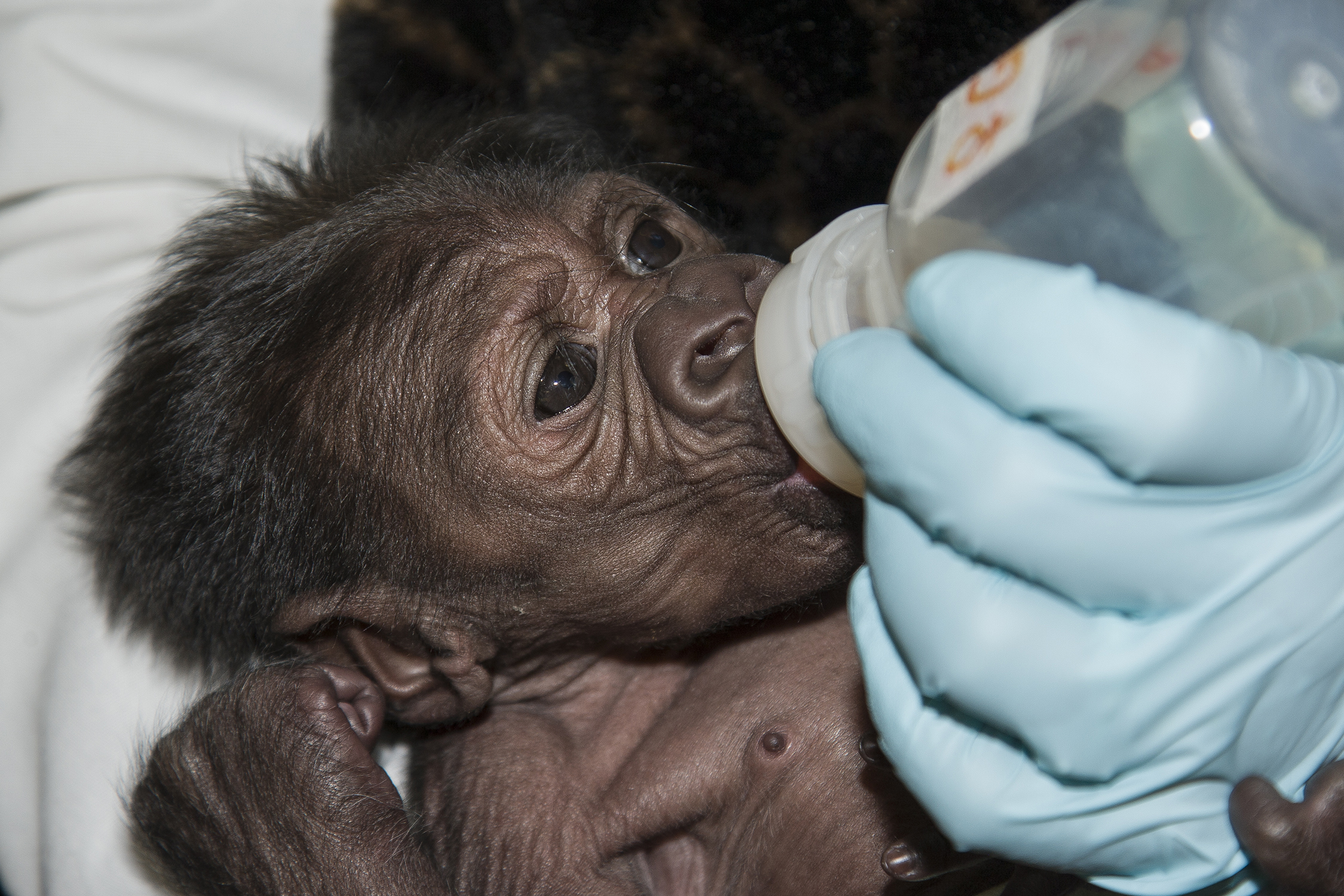 PHOTO: The 8-day-old gorilla at San Diego Zoo Safari Park is showing great improvement after a rare c-section birth: she is now strong enough to breathe on her own, and veterinary staff were able to start giving the gorilla bottles with a milk formula.
