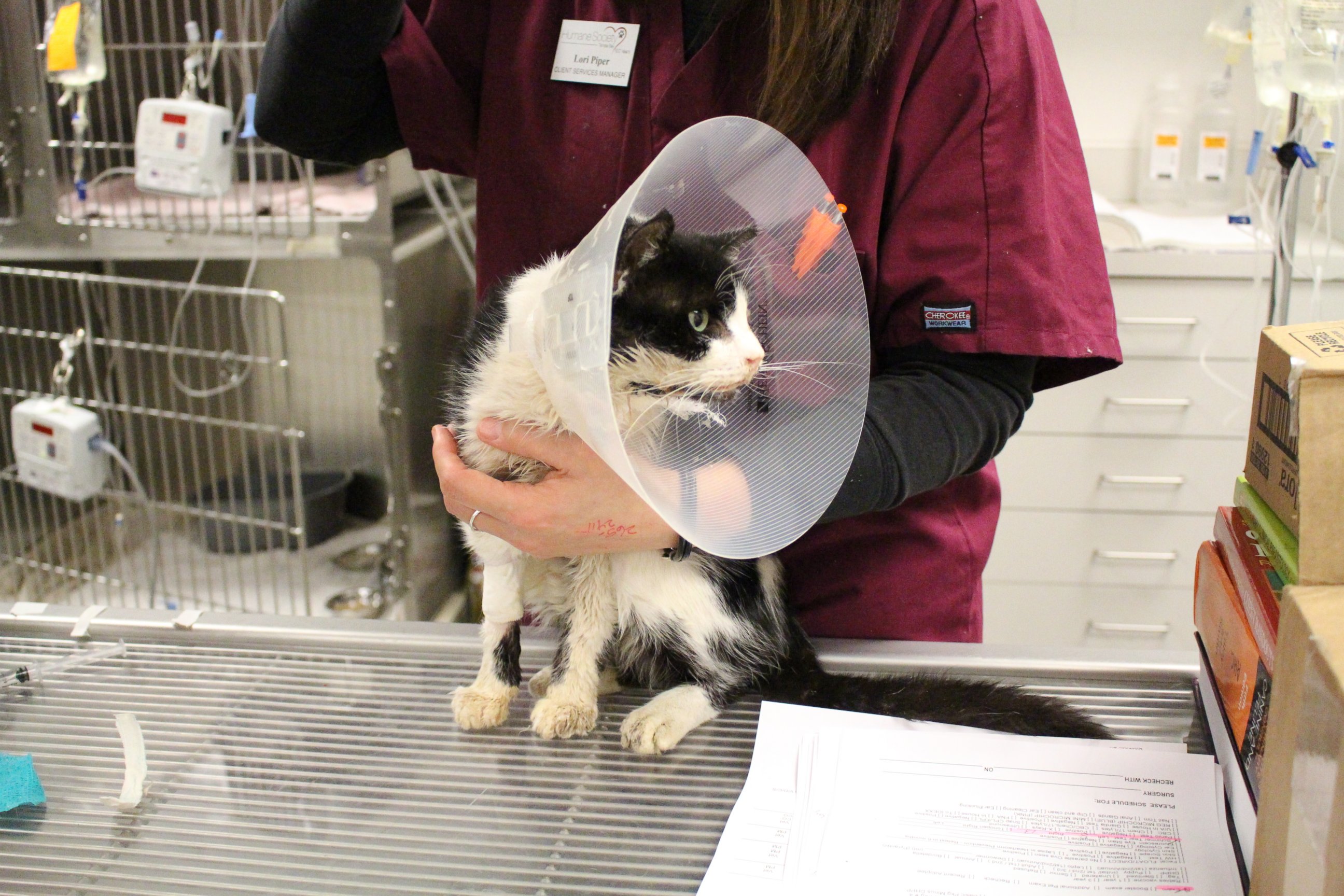 PHOTO: Bart, a cat who was hit by a car and buried before being found alive by his owner, undergoes surgery at the Humane Society in Tampa, Fla. 