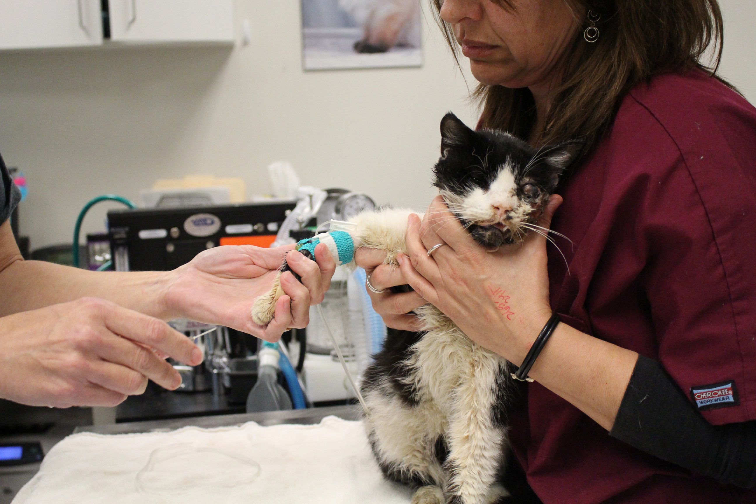 PHOTO: Bart, a cat who was hit by a car and buried before being found alive by his owner, undergoes surgery at the Humane Society in Tampa, Fla. 