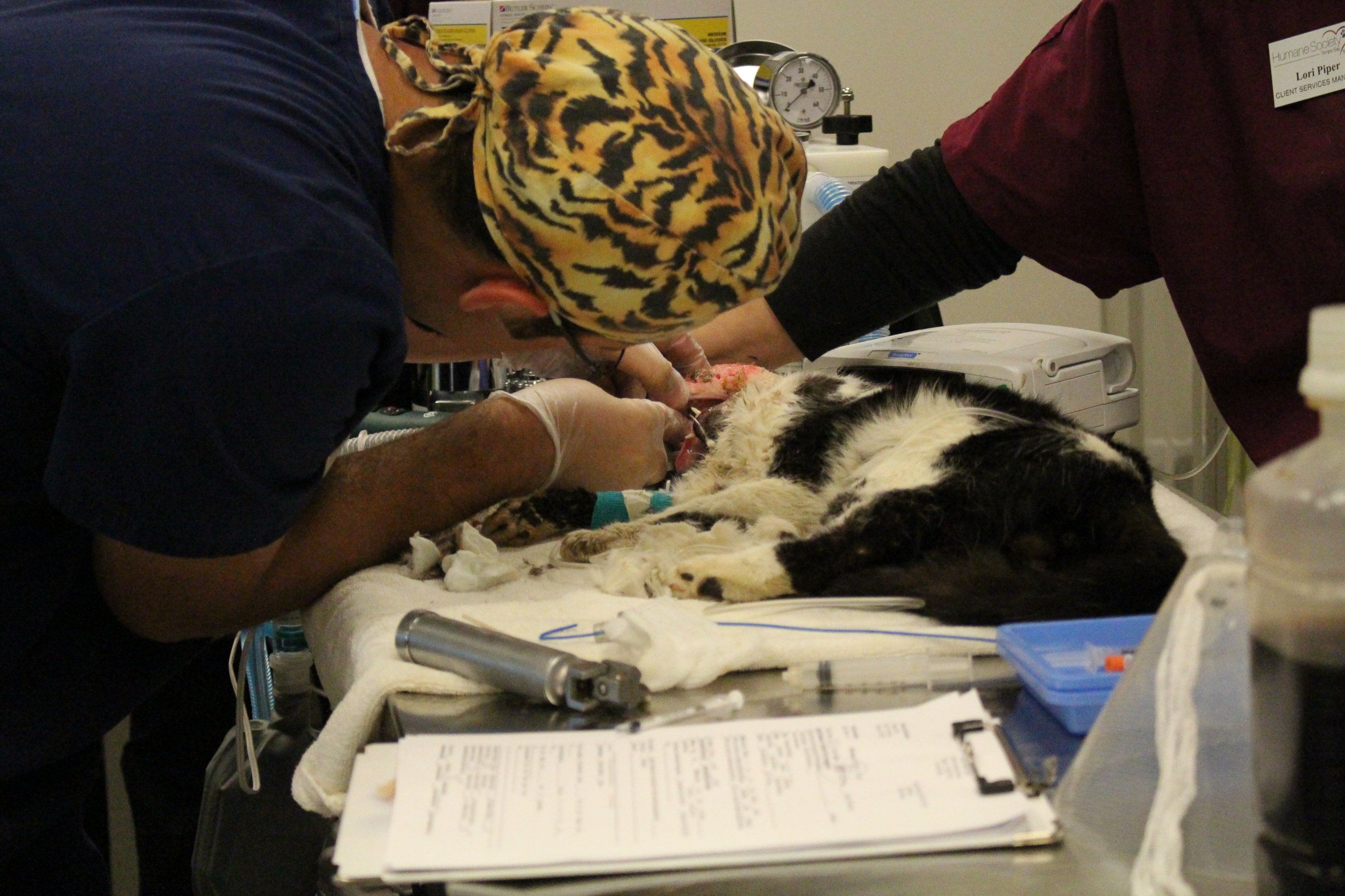 PHOTO: Bart, a cat who was hit by a car and buried before being found alive by his owner, undergoes surgery at the Humane Society in Tampa, Fla. 