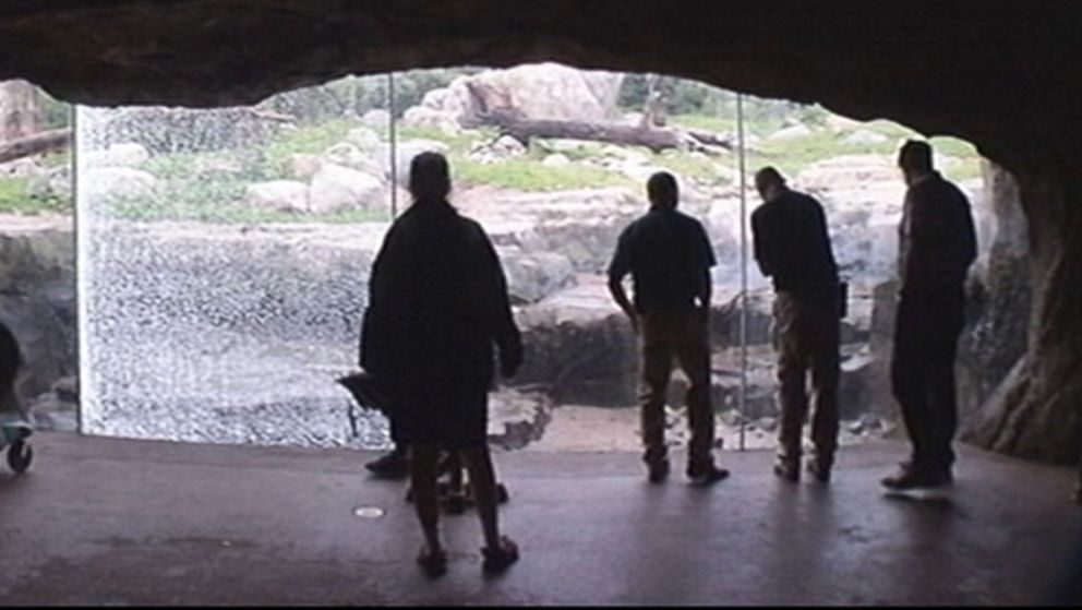 VIDEO: The exhibit, home to three grizzlies that were orphaned in Alaska, is closed until a new barrier is put up.