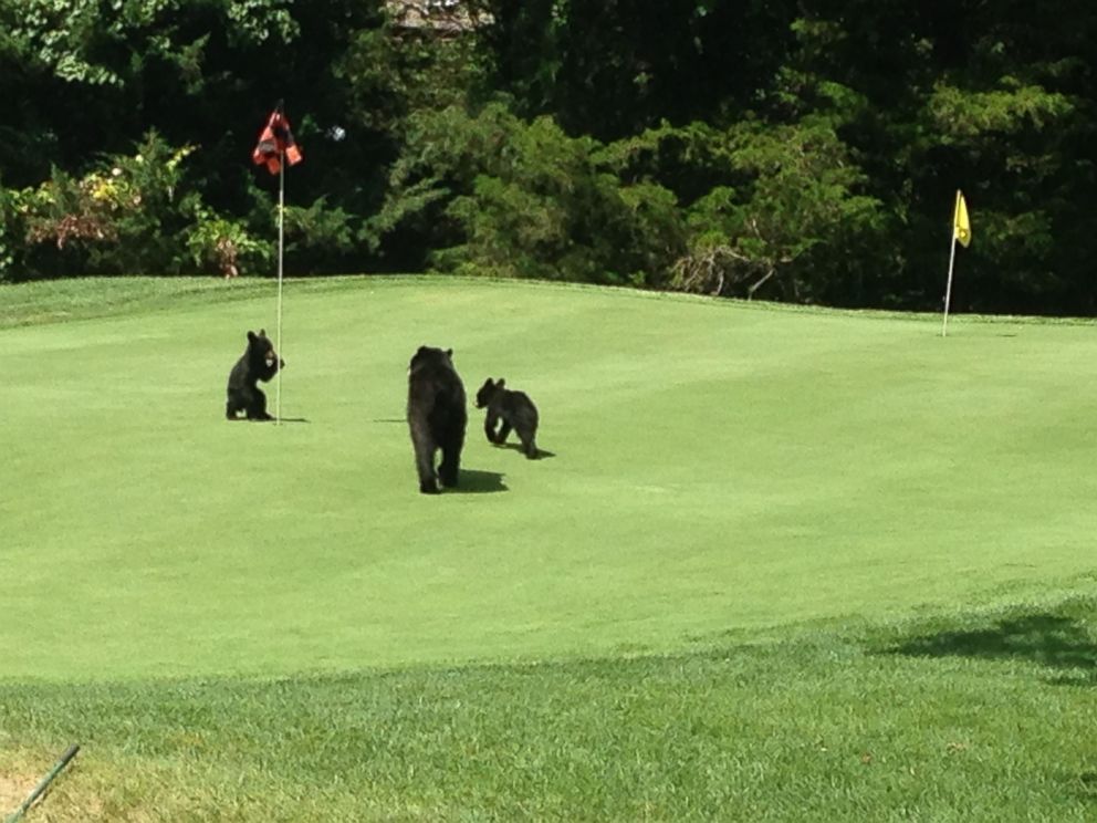 PHOTO:  A mother bear and her two cubs were spotted on a golf course in Vernon Township, New Jersey on July 24, 2015.
