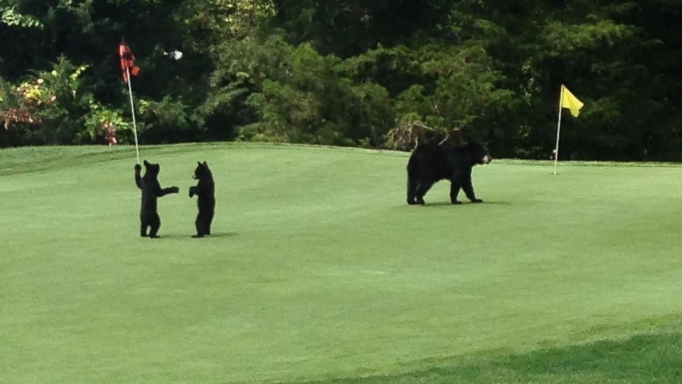 A mother bear and her two cubs were spotted on a golf course in Vernon Township, New Jersey on July 24, 2015.
