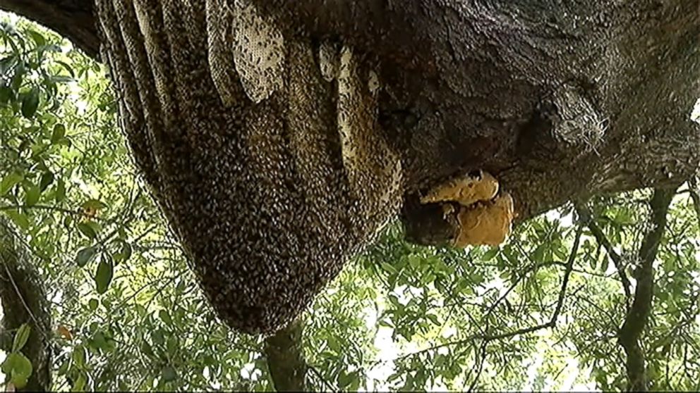 Beehive Containing More Than 50000 Bees Creates Buzz In Orlando Neighborhood Abc News