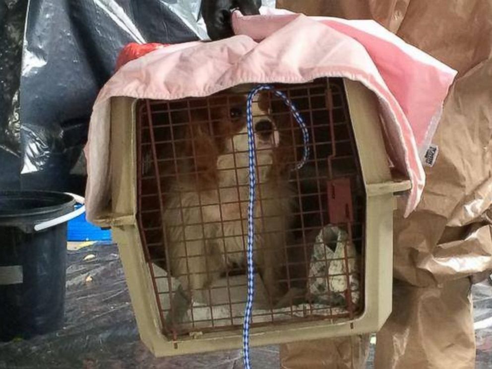 PHOTO: Bentley, the spaniel that belongs to the Texas nurse who is being treated for Ebola, is seen in this photo released by the Dallas Animal Services and Adoption Center on Oct. 14, 2014. 