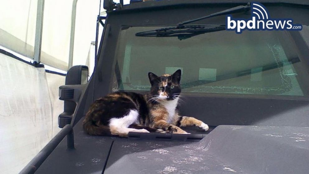 "SWAT Cat," the pet and unofficial mascot of the Boston Police Department's SWAT Team, has gone missing, according to a Dec. 14, 2015 news release. 
